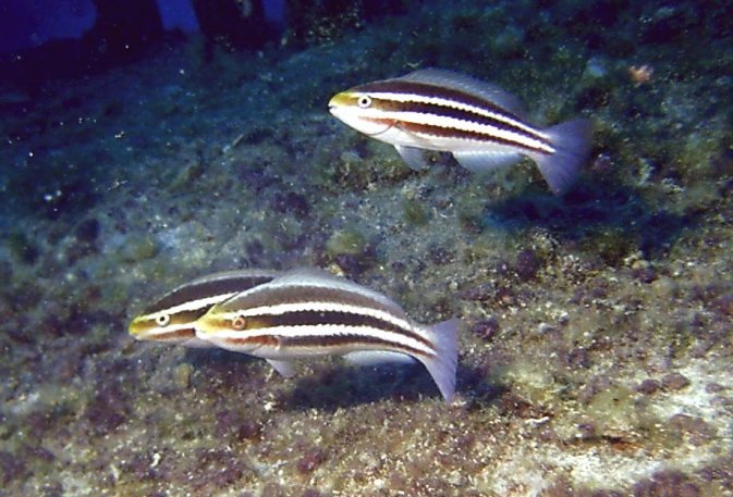 Click picture to return to Bahamas Underwater Pictures page.
