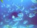 Next time you're in town, check out Lake Mead, some of the best freshwater scuba diving in the world.