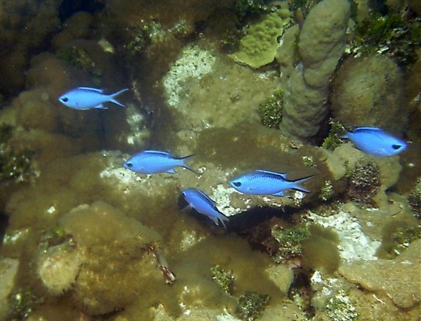Click picture to return to Bahamas Underwater Pictures page.