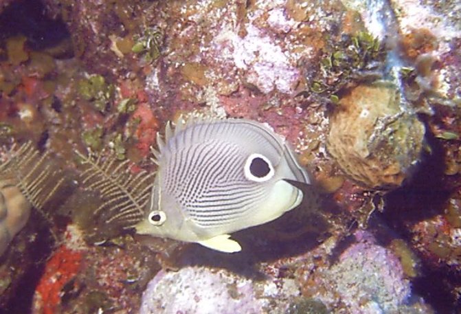 Click picture to return to Bahamas Underwater Pictures page.