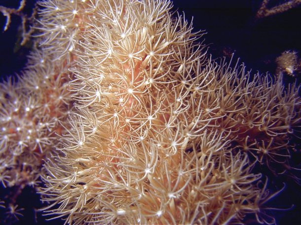 Click picture to return to Bahamas Underwater Pictures page.