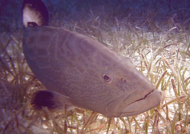 Click picture to return to Bahamas Underwater Pictures page.