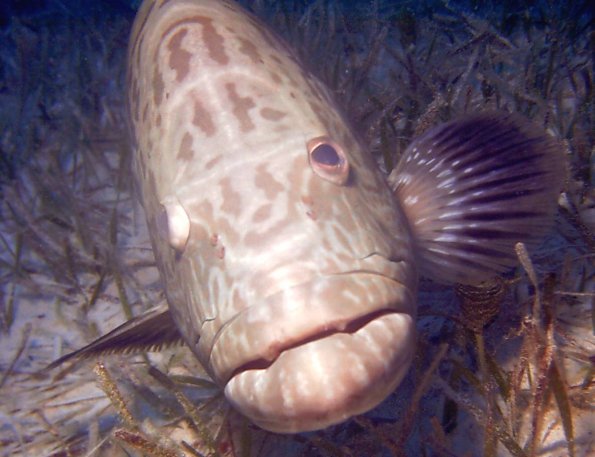 Click picture to return to Bahamas Underwater Pictures page.
