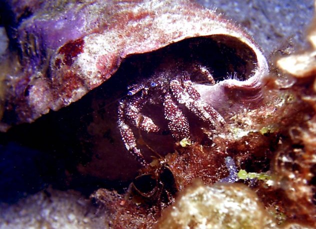 Click picture to return to Bahamas Underwater Pictures page.