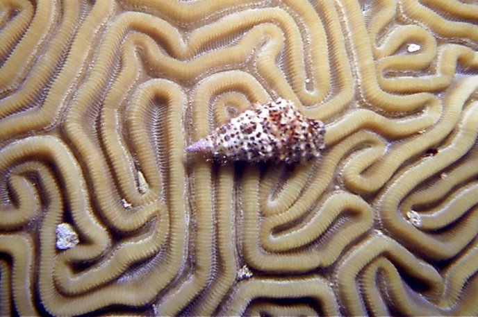Click picture to return to Bahamas Underwater Pictures page.