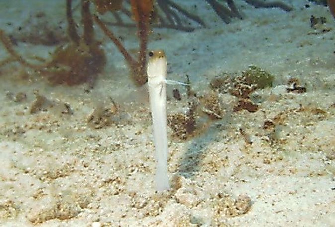 Click picture to return to Bahamas Underwater Pictures page.