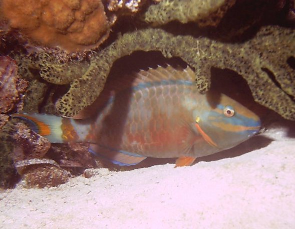 Click picture to return to Bahamas Underwater Pictures page.