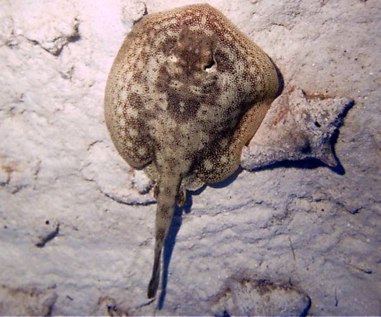Click picture to return to Bahamas Underwater Pictures page.