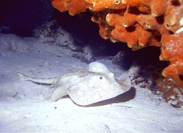 Click picture to return to Bahamas Underwater Pictures page.