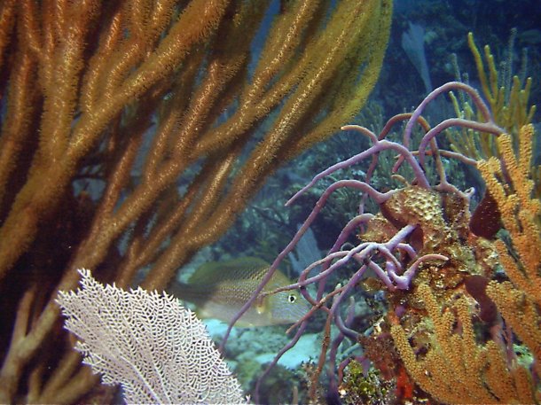 Click picture to return to Bahamas Underwater Pictures page.