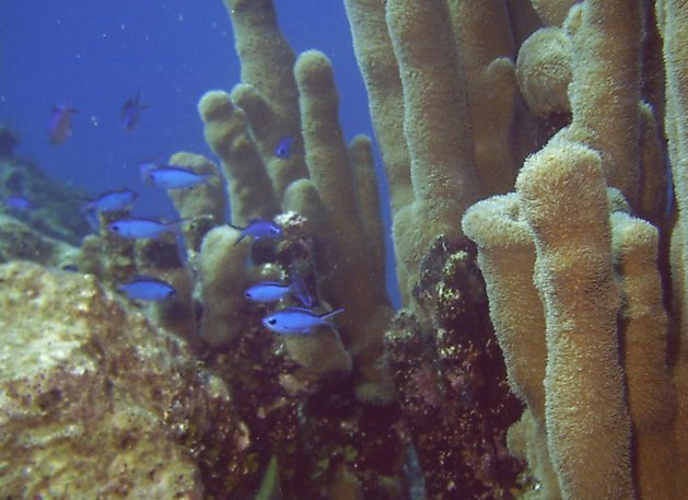 Click picture to return to Bahamas Underwater Pictures page.