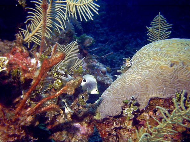 Click picture to return to Bahamas Underwater Pictures page.