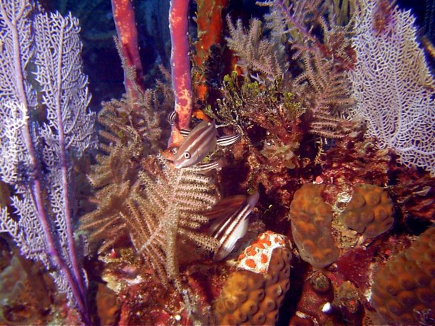 Click picture to return to Bahamas Underwater Pictures page.