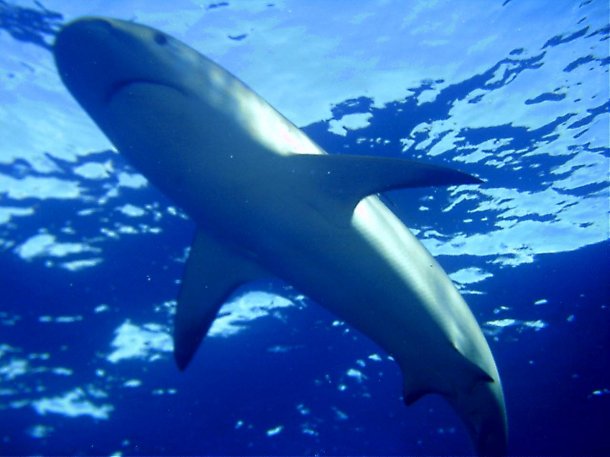 Click picture to return to Bahamas Underwater Pictures page.