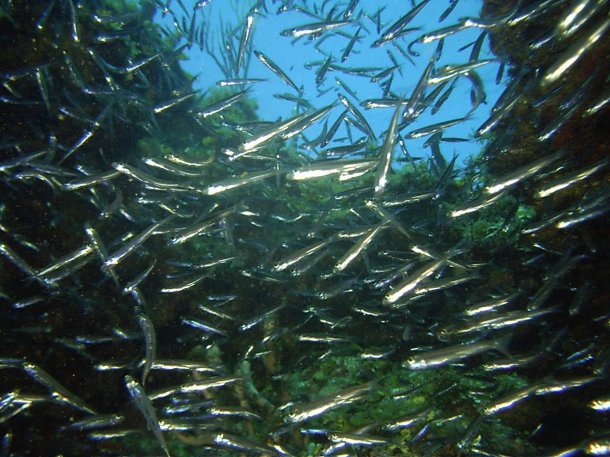 Click picture to return to Bahamas Underwater Pictures page.