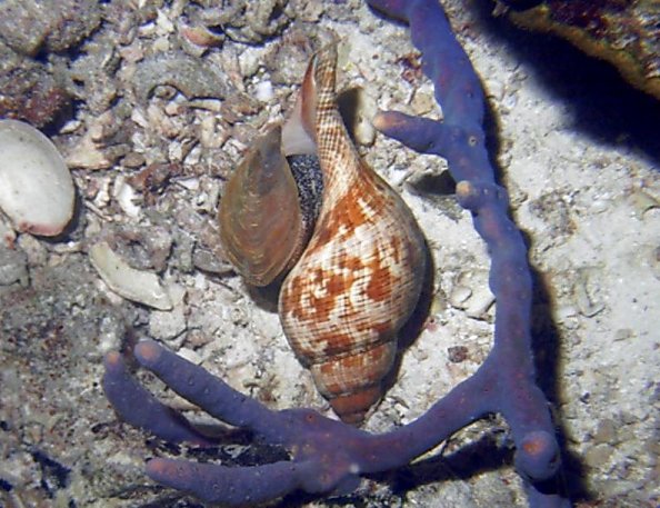 Click picture to return to Bahamas Underwater Pictures page.