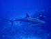 More sharks!  