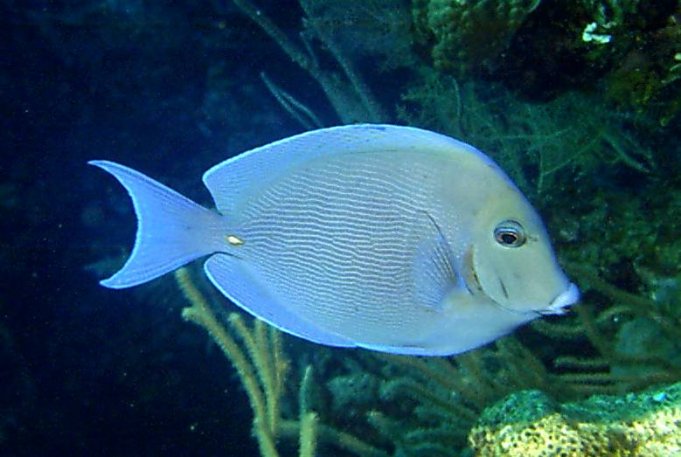 Click picture to return to Bahamas Underwater Pictures page.