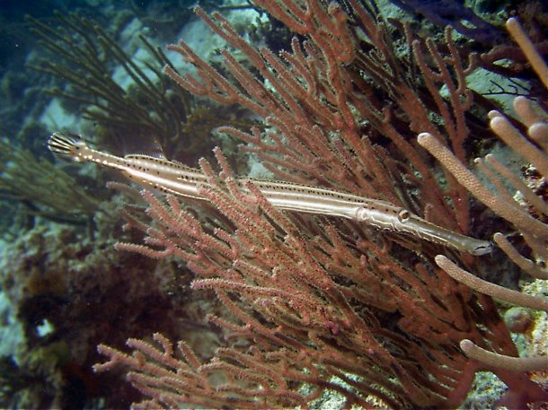Click picture to return to Bahamas Underwater Pictures page.