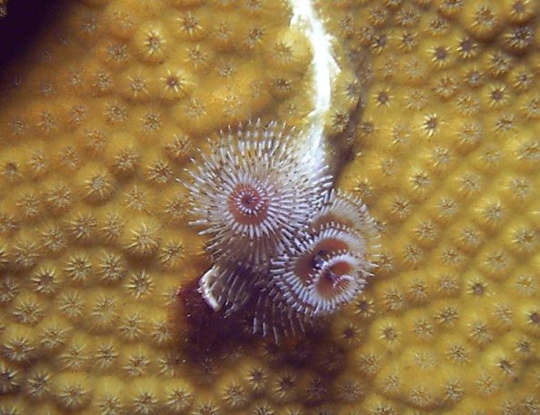 Click picture to return to Bahamas Underwater Pictures page.