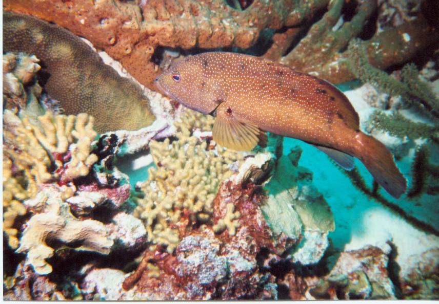 Click Picture to return to Bonaire Pictures page.