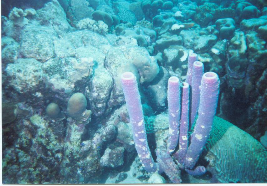 Click picture to return to Bonaire Pics page.