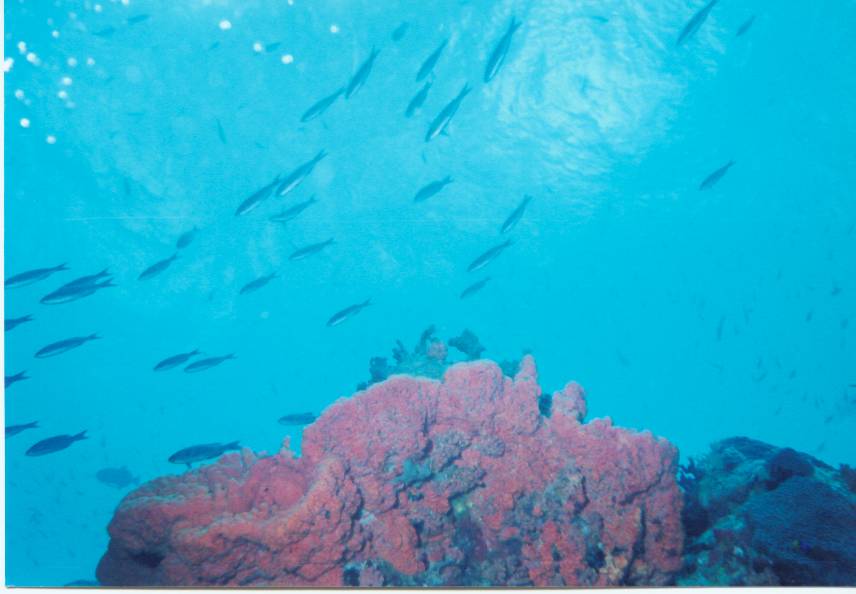 Click pic to return to Bonaire Pics page.
