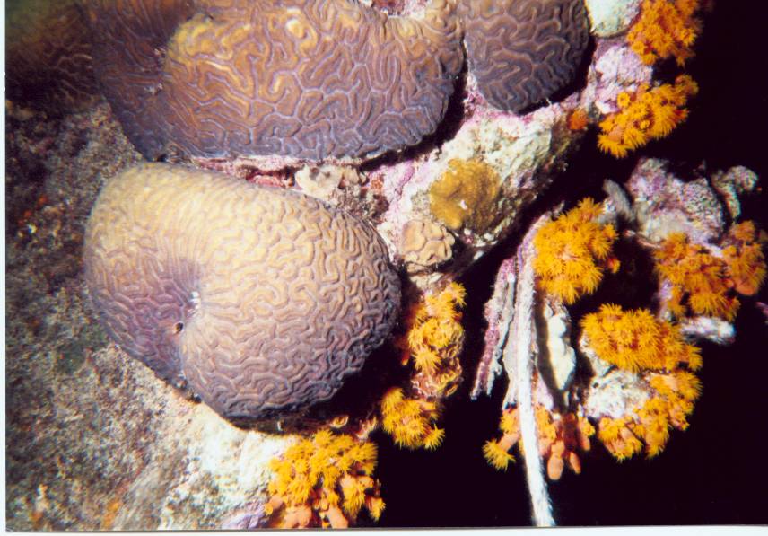 Click pic to return to Bonaire Pictures page.