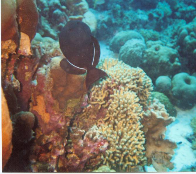 Click pic to return to Bonaire Pictures page.