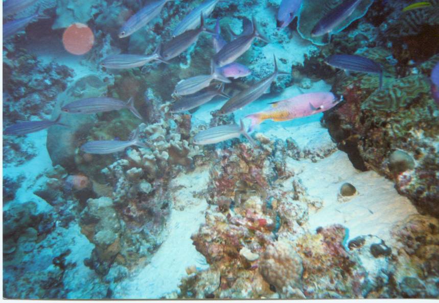 Click pic to return to Bonaire Pictures page.