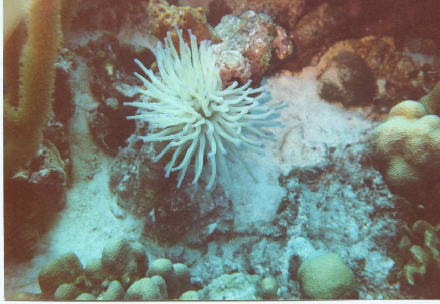 Click pic to return to Bonaire Pictures page.