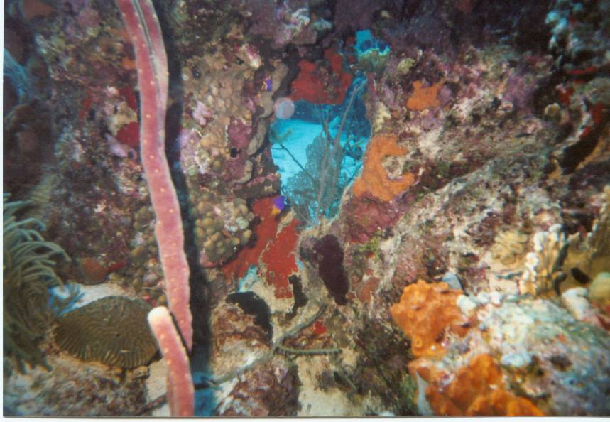 Click pic to return to Bonaire Pictures page.