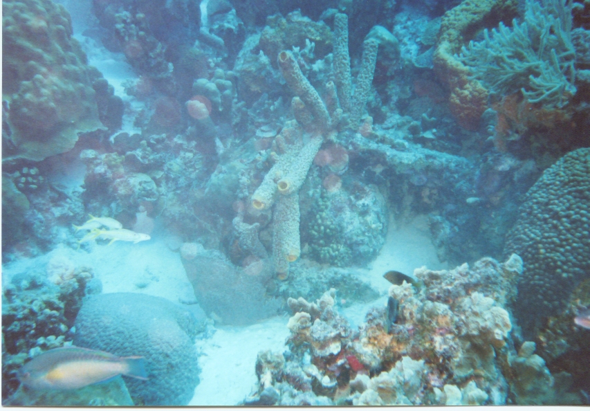 Click pic to return to Bonaire Pictures page.