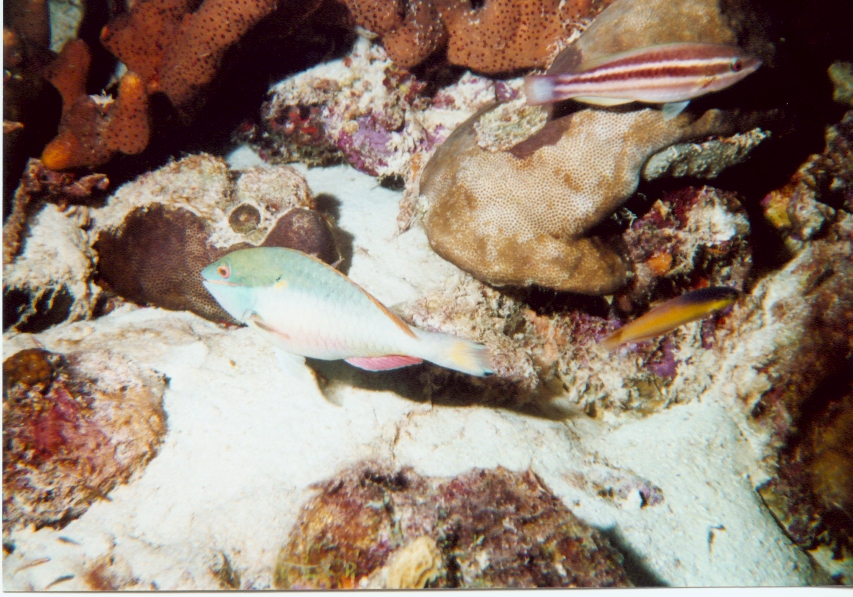 Click pic to return to Bonaire Pictures page.