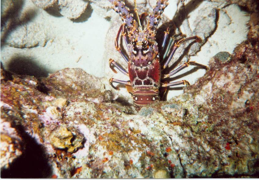 Click pic to return to Bonaire Pictures page.