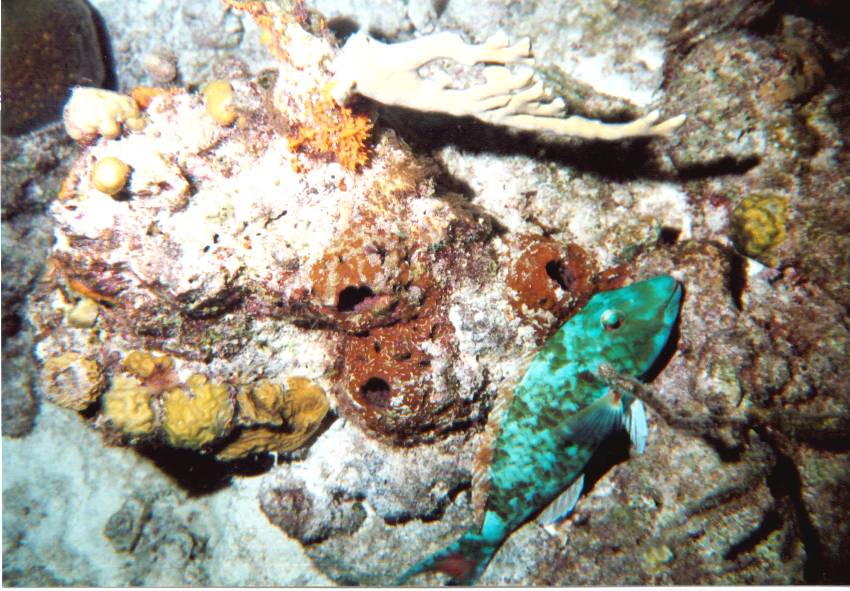 Click pic to return to Bonaire Pictures page.