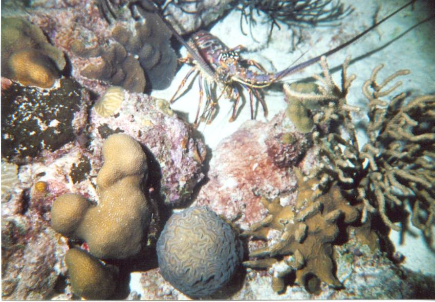 Click pic to return to Bonaire Pictures page.