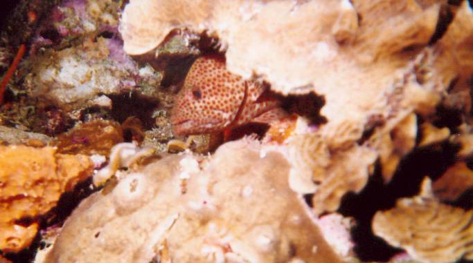 Click pic to return to Bonaire Pictures page.