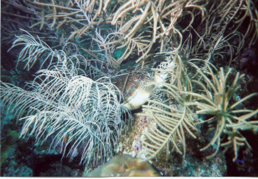 Click pic to return to Bonaire Pictures page.