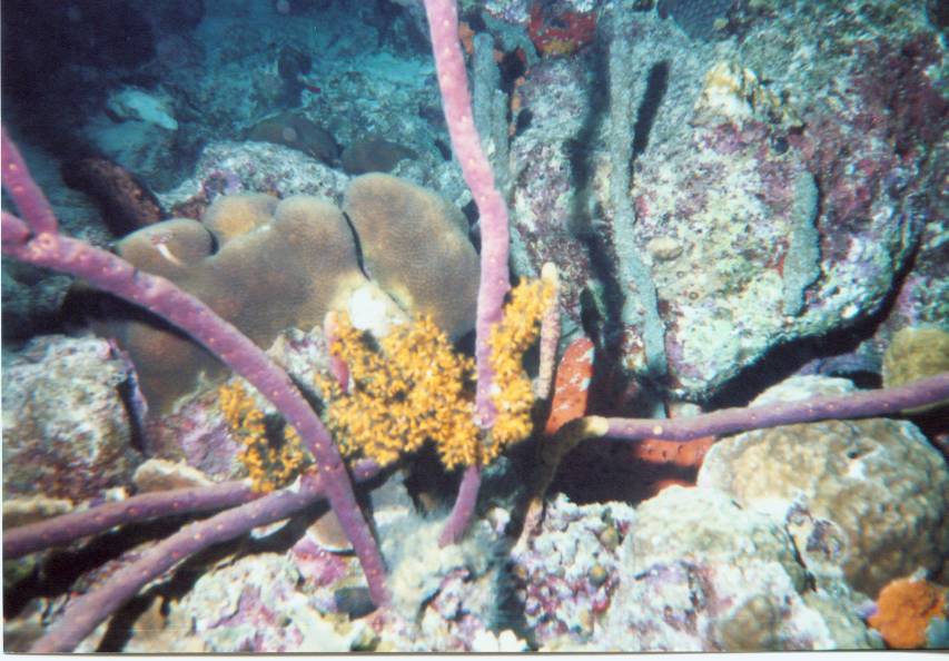 Click pic to return to Bonaire Pictures page.