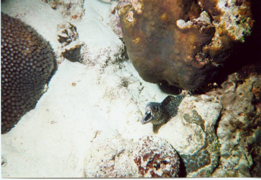 Click pic to return to Bonaire Pictures page.