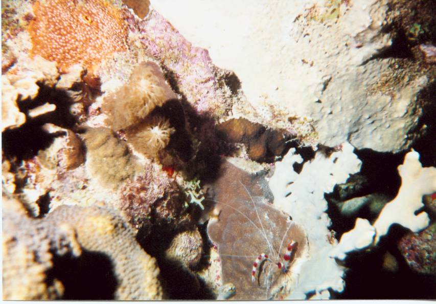 Click pic to return to Bonaire Pictures page.