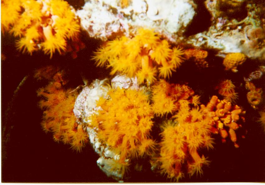 Click pic to return to Bonaire Pictures page.