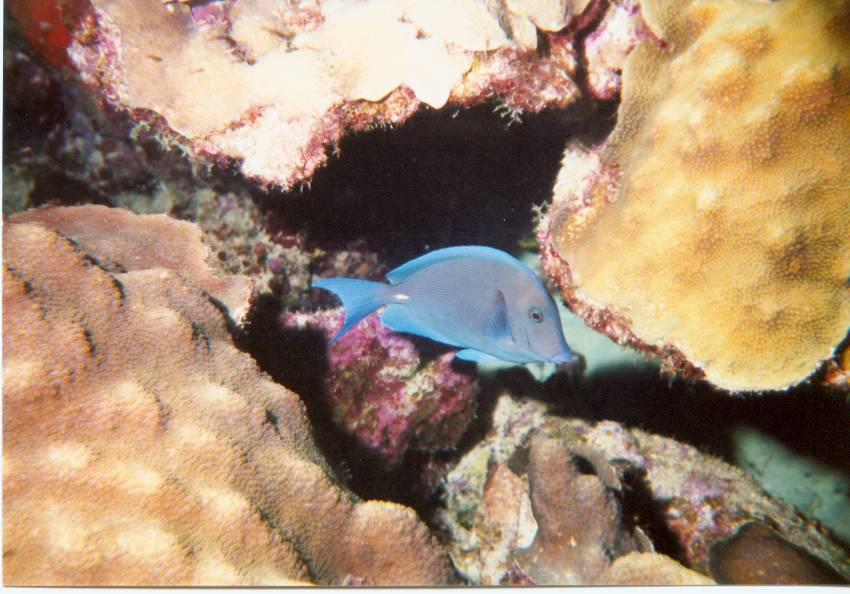 Click pic to return to Bonaire Pictures page.