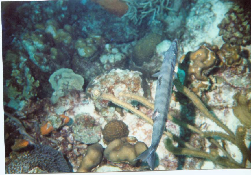 Click pic to return to Bonaire Pictures page.