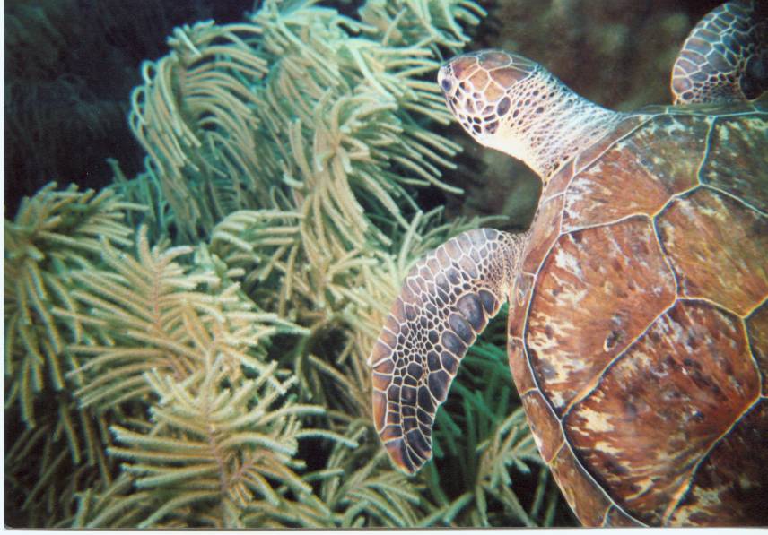 Click pic to return to Bonaire Pictures page.