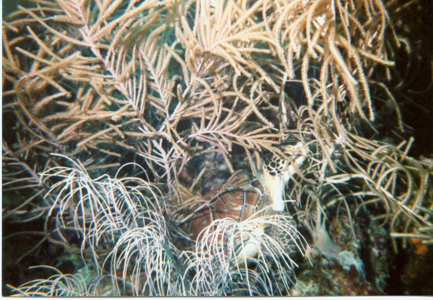 Click pic to return to Bonaire Pictures page.