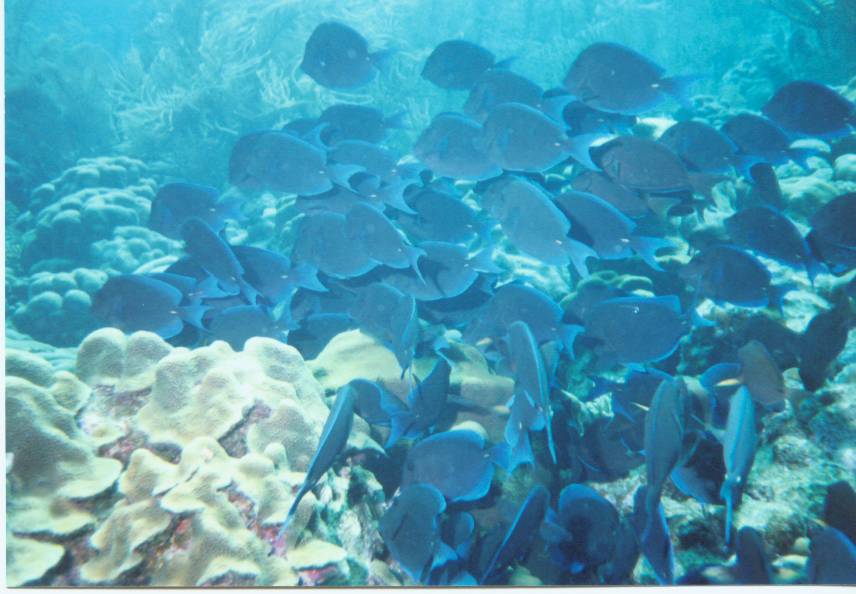 Click pic to return to Bonaire Pictures page.