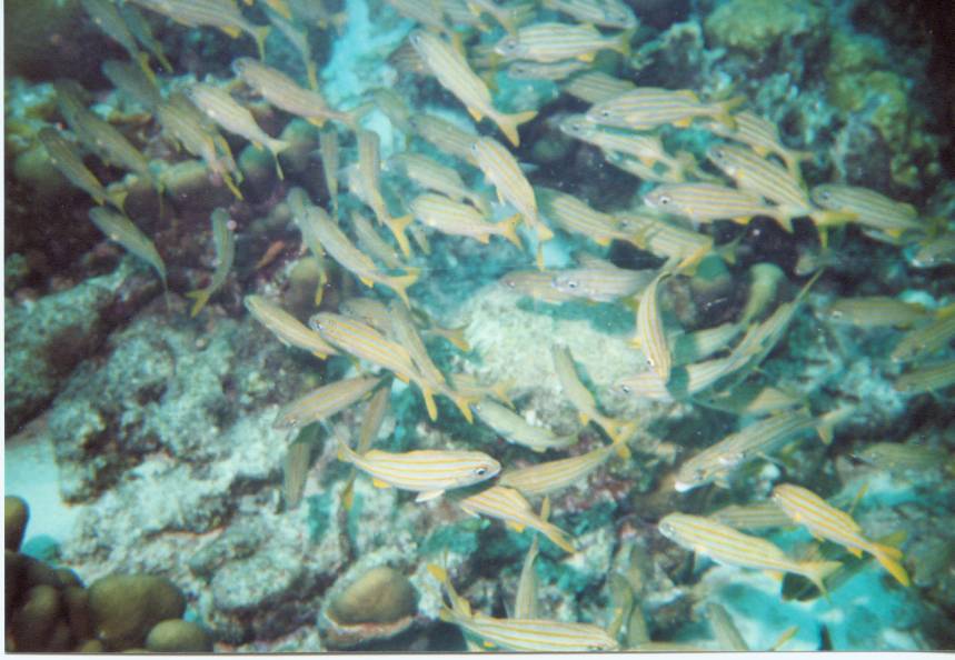 Click pic to return to Bonaire Pictures page.