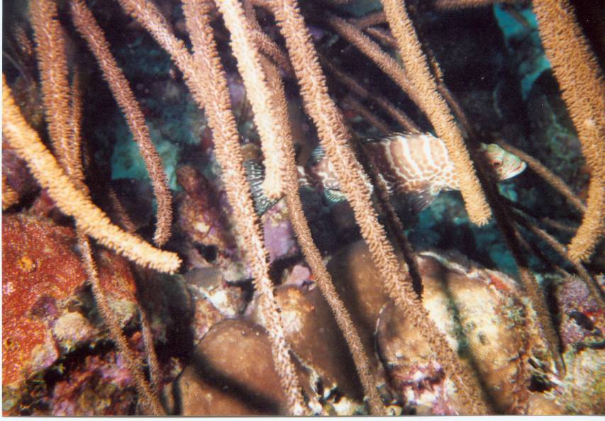 Click pic to return to Bonaire Pictures page.